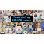 Please don't buy flat-faced animals!