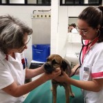Klinische studie bij honden met hoofd- en halskanker 