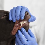 Onderzoek parodontitis: patiënten gezocht!