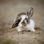 Survey on E. cuniculi infection in rabbits