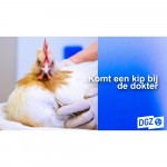 Komt een kip bij de dokter. Praktijkgerichte workshop voor dierenartsen van hobbydieren