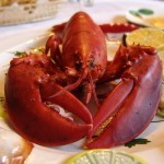 Feestdagen met aandacht voor meer dierenwelzijn, het kan!