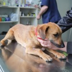 Distemper aan een opmars bezig?