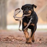 Wandelen met de hond: wel of niet aan de lijn?